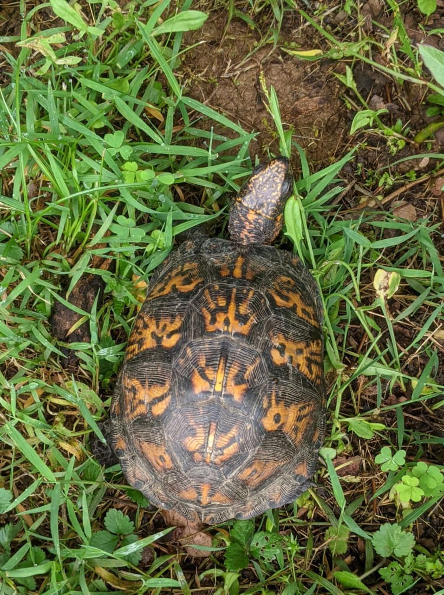 Woman Goes To Help Turtle And Finds Someone Underneath Him - The Dodo