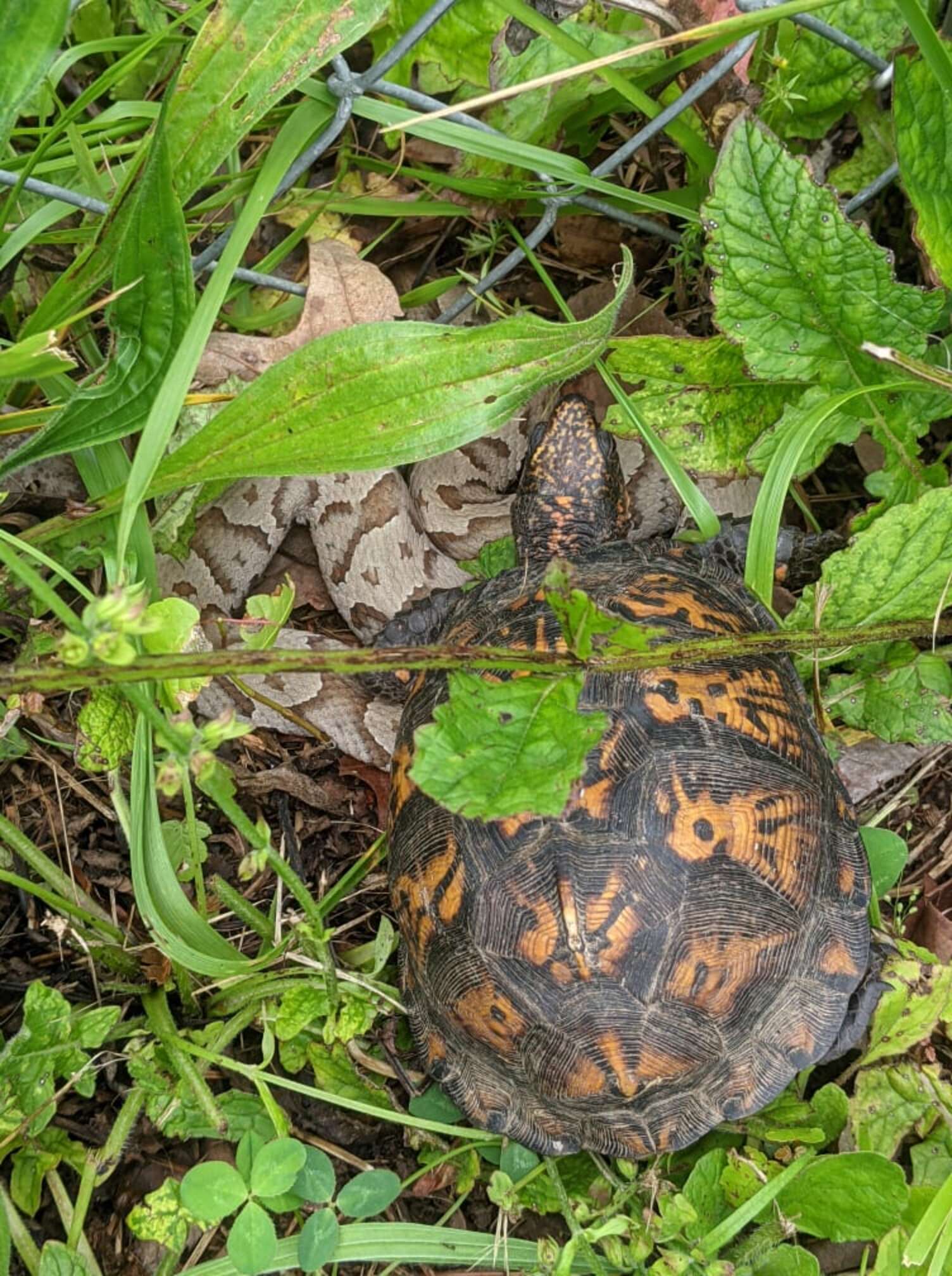 Woman Goes To Help Turtle And Finds Someone Underneath Him - The Dodo