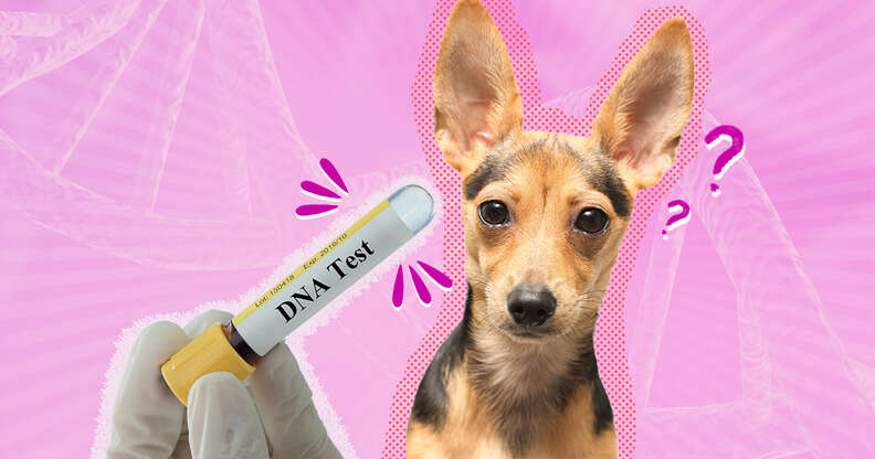 Dog best sale paternity test