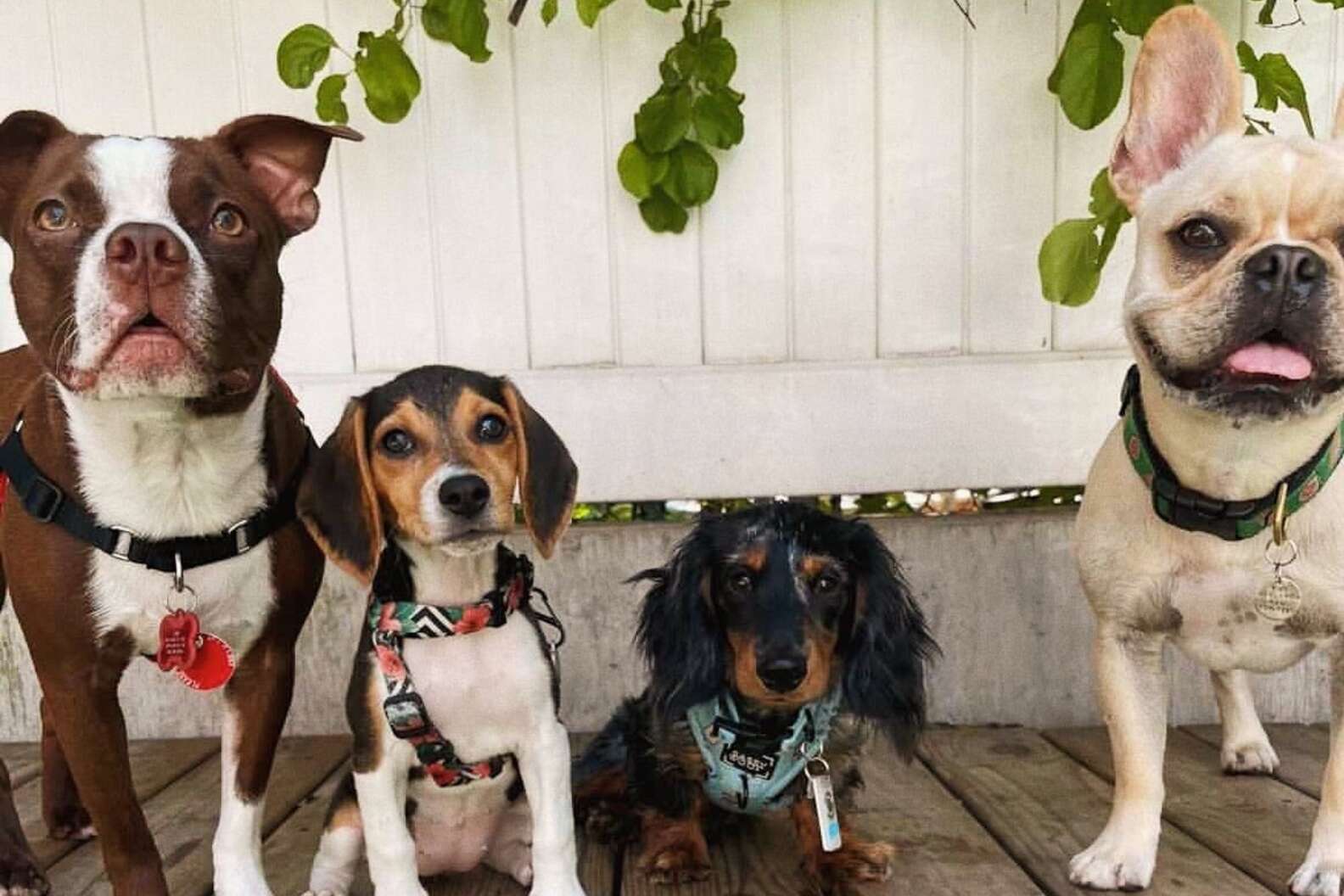 are dogs allowed in restaurants in new york state