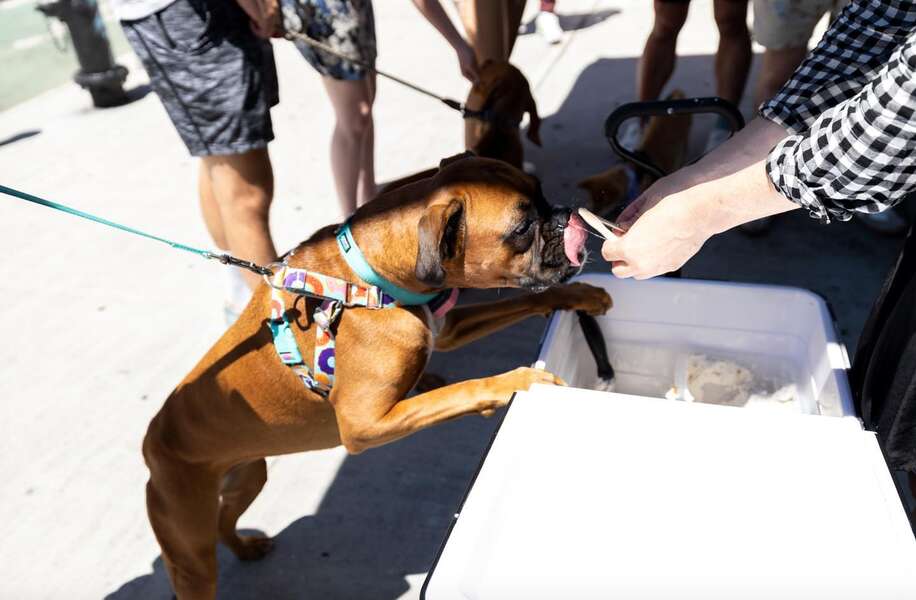 Best Dog Friendly Restaurants & Bars in NYC Places That Allow Dogs