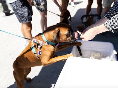 Best Dog Friendly Restaurants Bars In Nyc Places That Allow Dogs - Thrillist