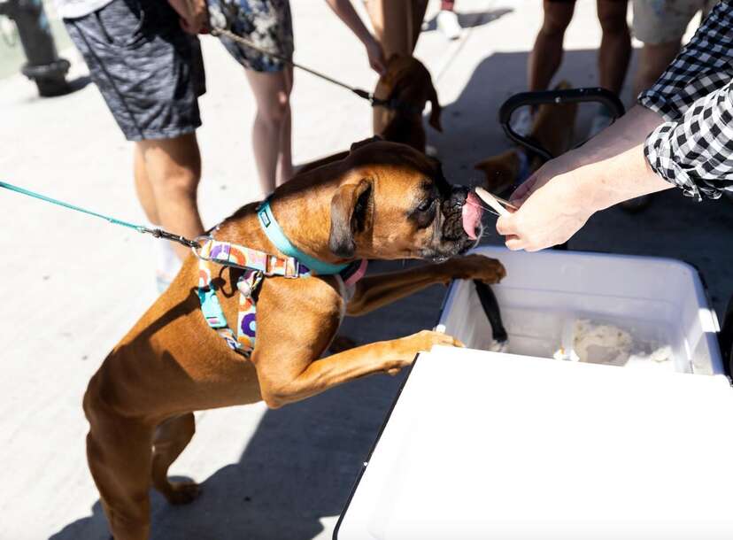 can you take a dog on the nyc ferry