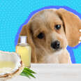 is coconut oil good for dogs