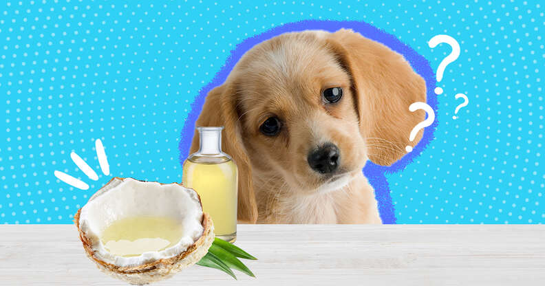 Is coconut milk outlet safe for dogs