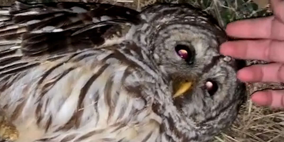 Little Owl Arm Wings