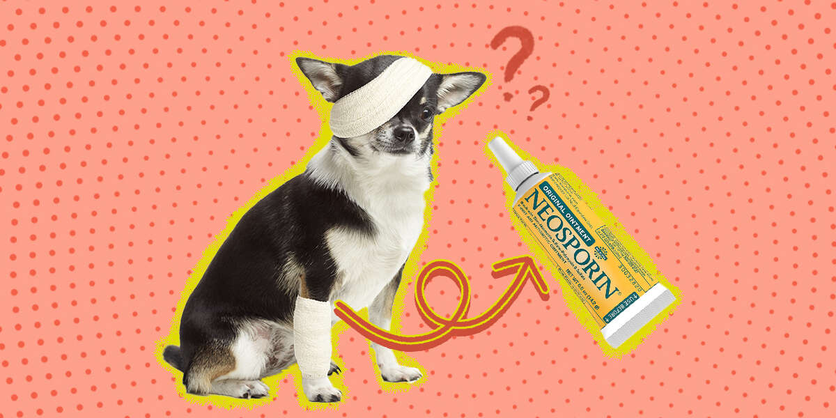 can you use triple antibiotic ointment on a dog