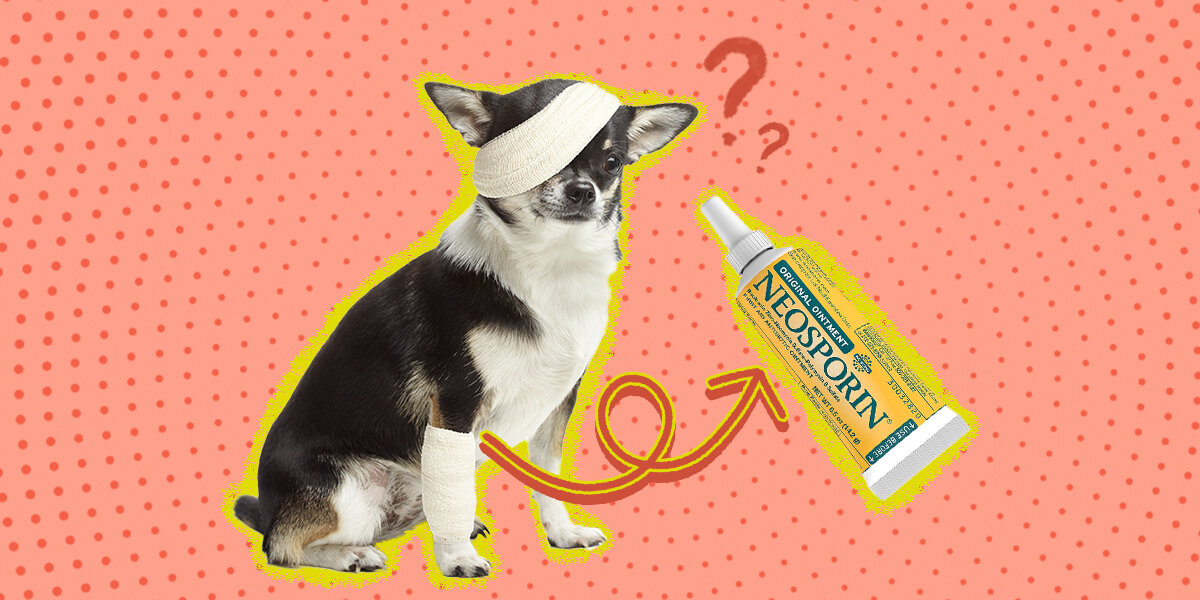 Is Neosporin Safe For Dogs What To Know Before Using It On Your Pet DodoWell The Dodo