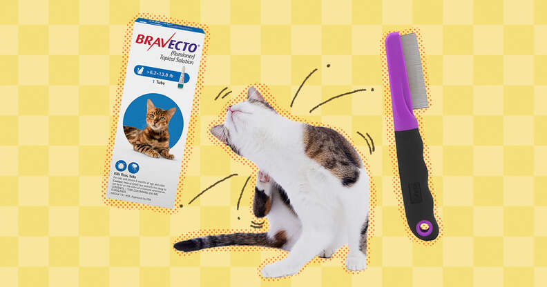 At home cat flea hot sale treatment