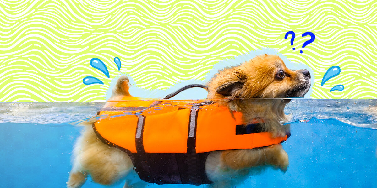 The Best Dog Life Jackets To Keep Your Dog Safe - DodoWell - The Dodo