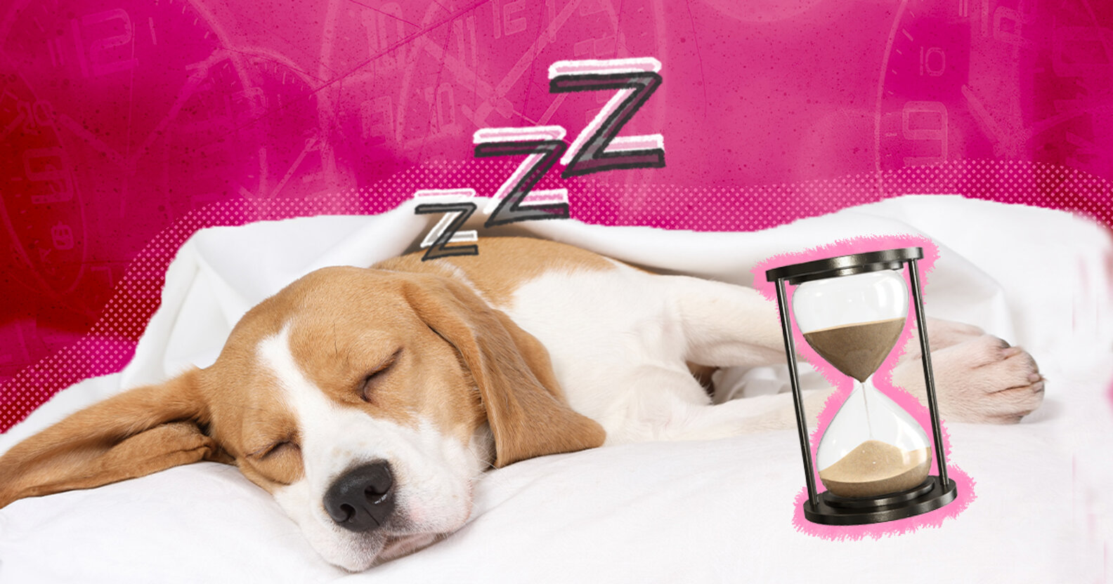 How Much Sleep Does A Dog Need? DodoWell The Dodo