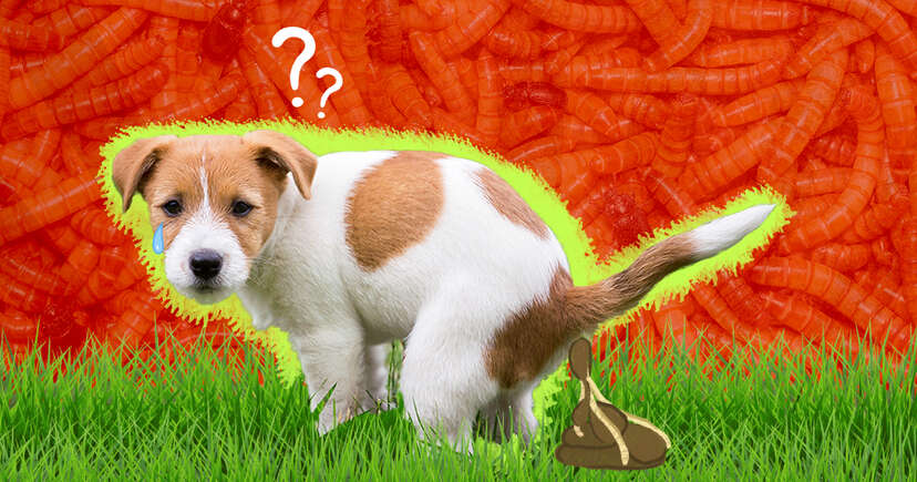 what can you give a dog for roundworms