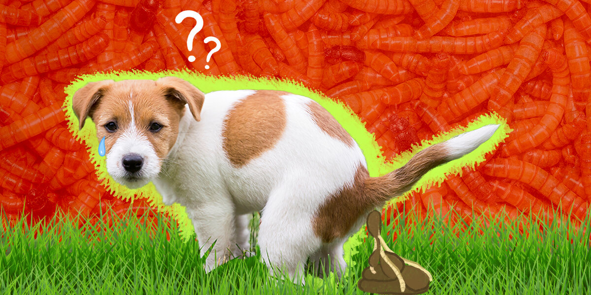 how long do dogs need a worm medicine