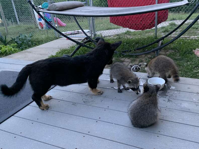 Corgi eats with wild raccoons