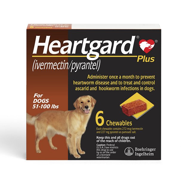 Treating Parasites In Dogs: Heartworm, Hookworm and Tapeworm Treatment -  DodoWell - The Dodo