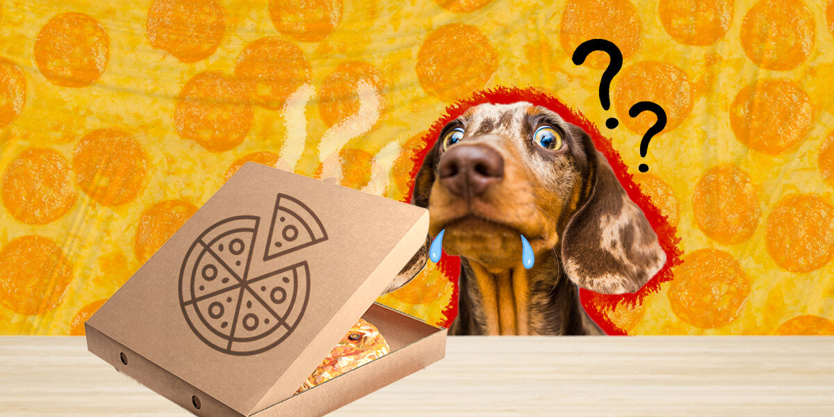 Can dogs top eat cheese pizza