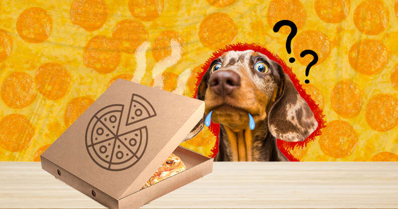 can my dog have pizza