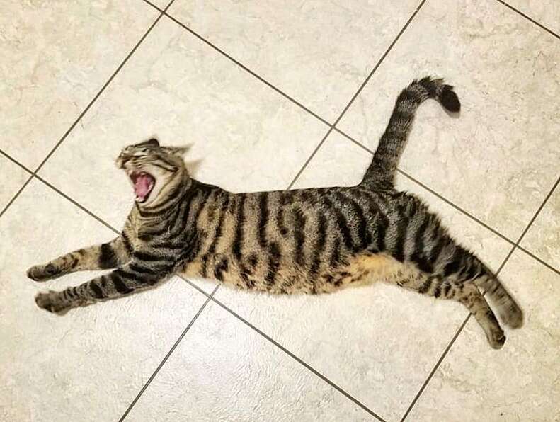 cat does a big stretch