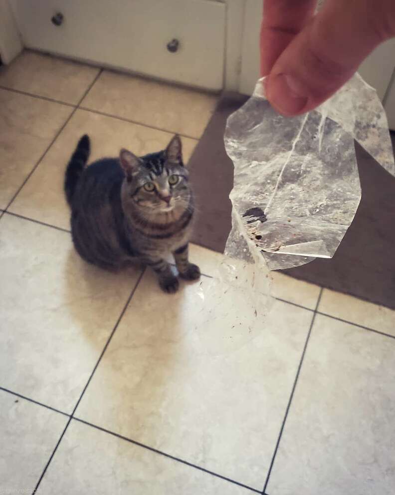 cat brings family trash gifts