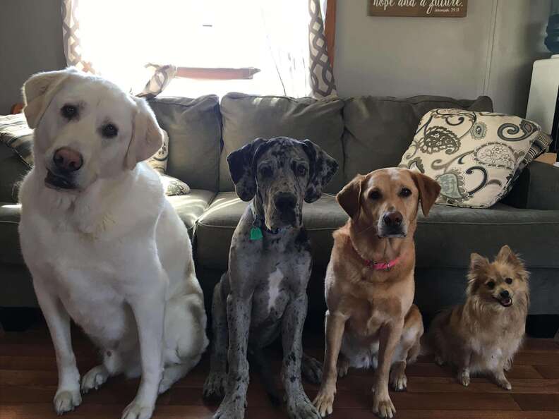 Dog family photos