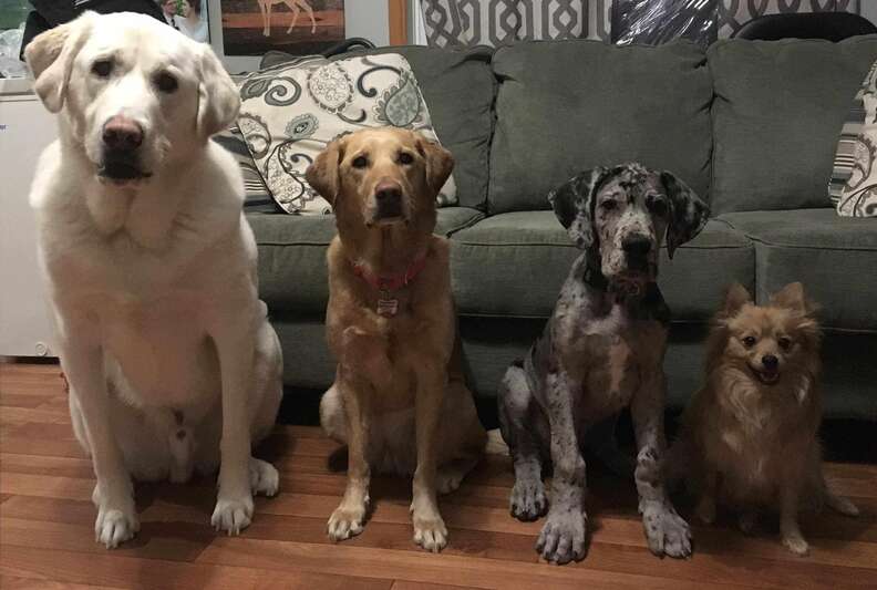 how many puppies can a great dane have