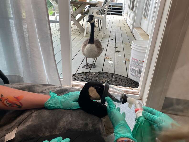 Worried Goose Tracks Down Her Boyfriend After He's Taken To Hospital - The  Dodo