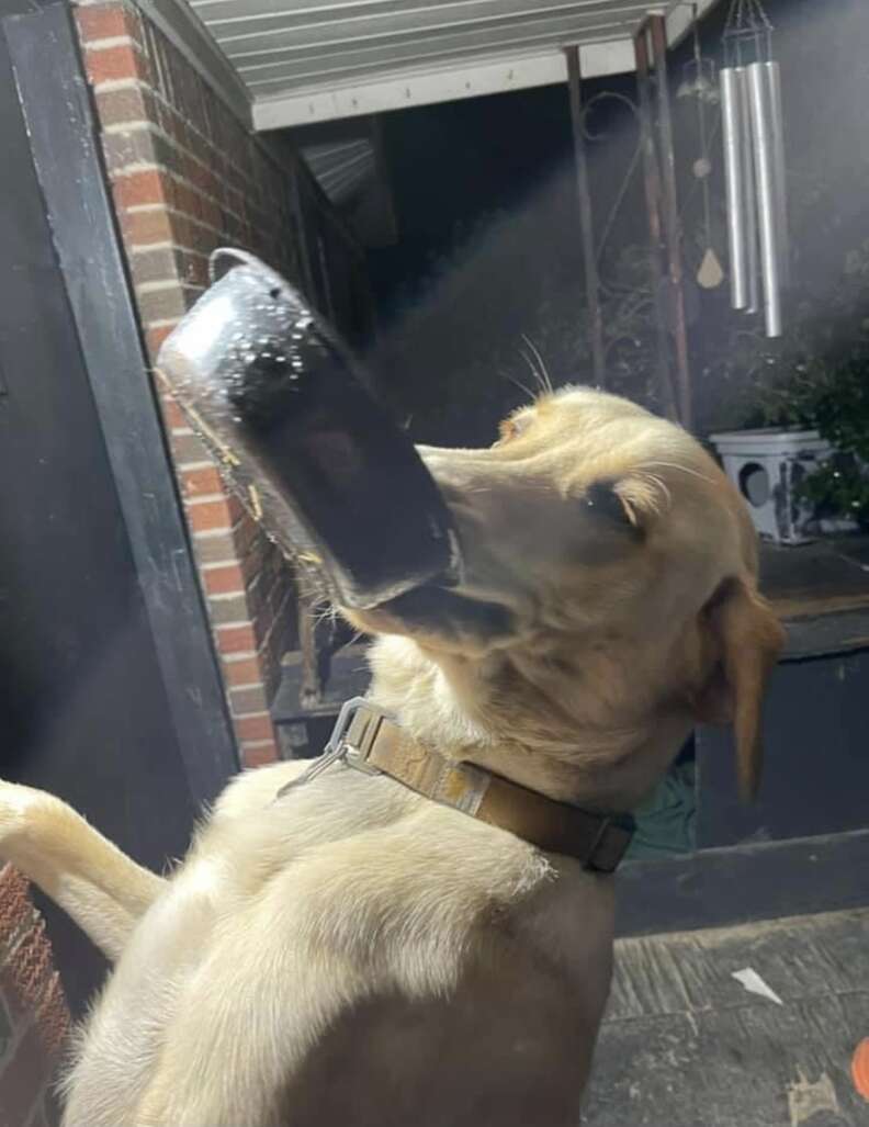 Very Sweet Dog Always Welcomes Mom Home With A Gift - The Dodo