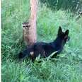 Wild Raccoons Keep Visiting Dog Friend To Play Hide-And-Seek