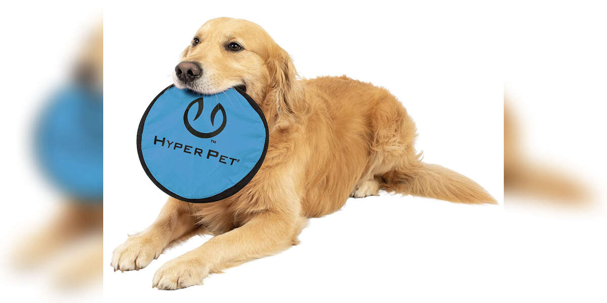 11 Dog Pool Toys That Can Keep Up With The Splishing and Splashing