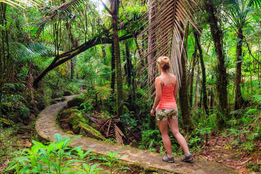 Forêt domaniale d'El Yunque