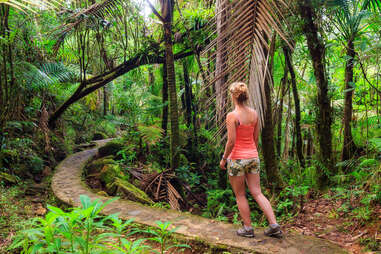 El Yunque national forest