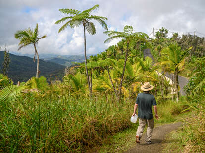 randonneur dans la forêt nationale d'El Yunque