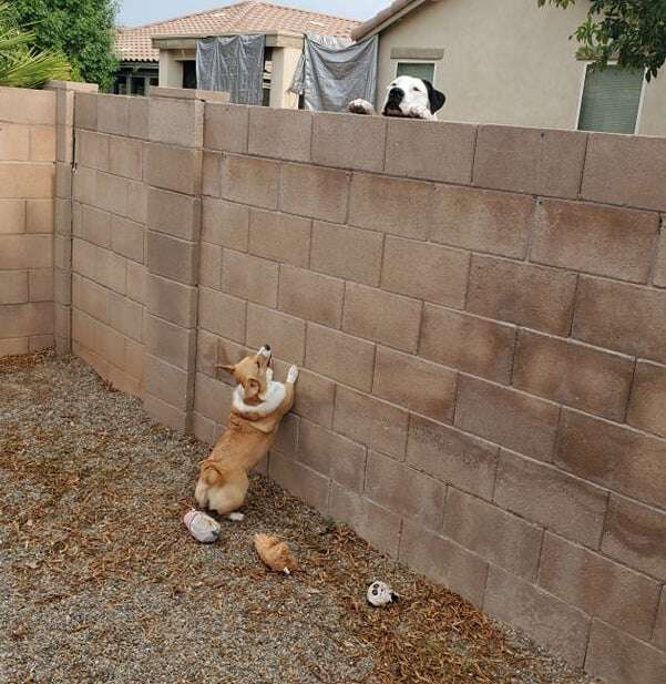 Neighbors dog jumping on my fence online