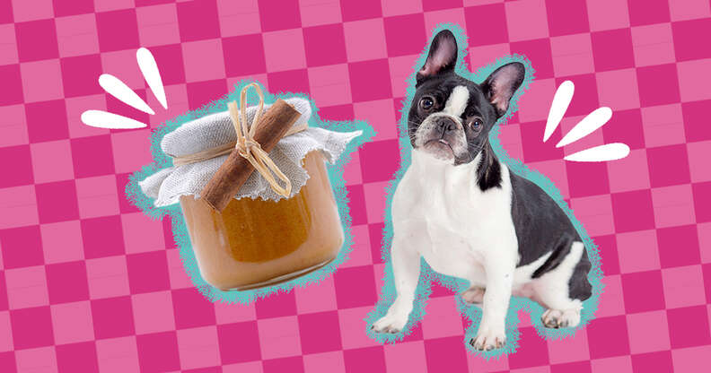 Can Dogs Eat Almond Butter? And What Amount Is Safe? - DodoWell - The Dodo