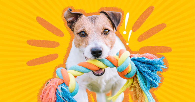 The best dog toys for fetch, chewing and mental stimulation – Let's Pawty