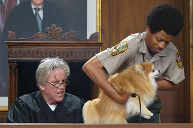 gary busey pet judge