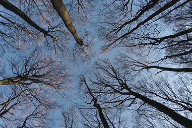 the hidden life of trees