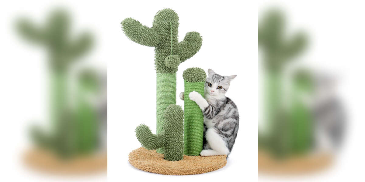 10 Best Amazon Cat Supplies For New Cat Parents DodoWell The Dodo