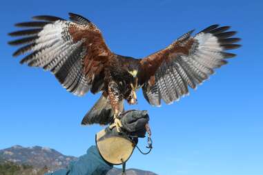 a hawk preparing to take flight from someone's arm