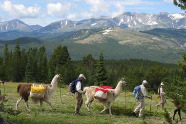 a group of hikers and llamas walking through the mountains