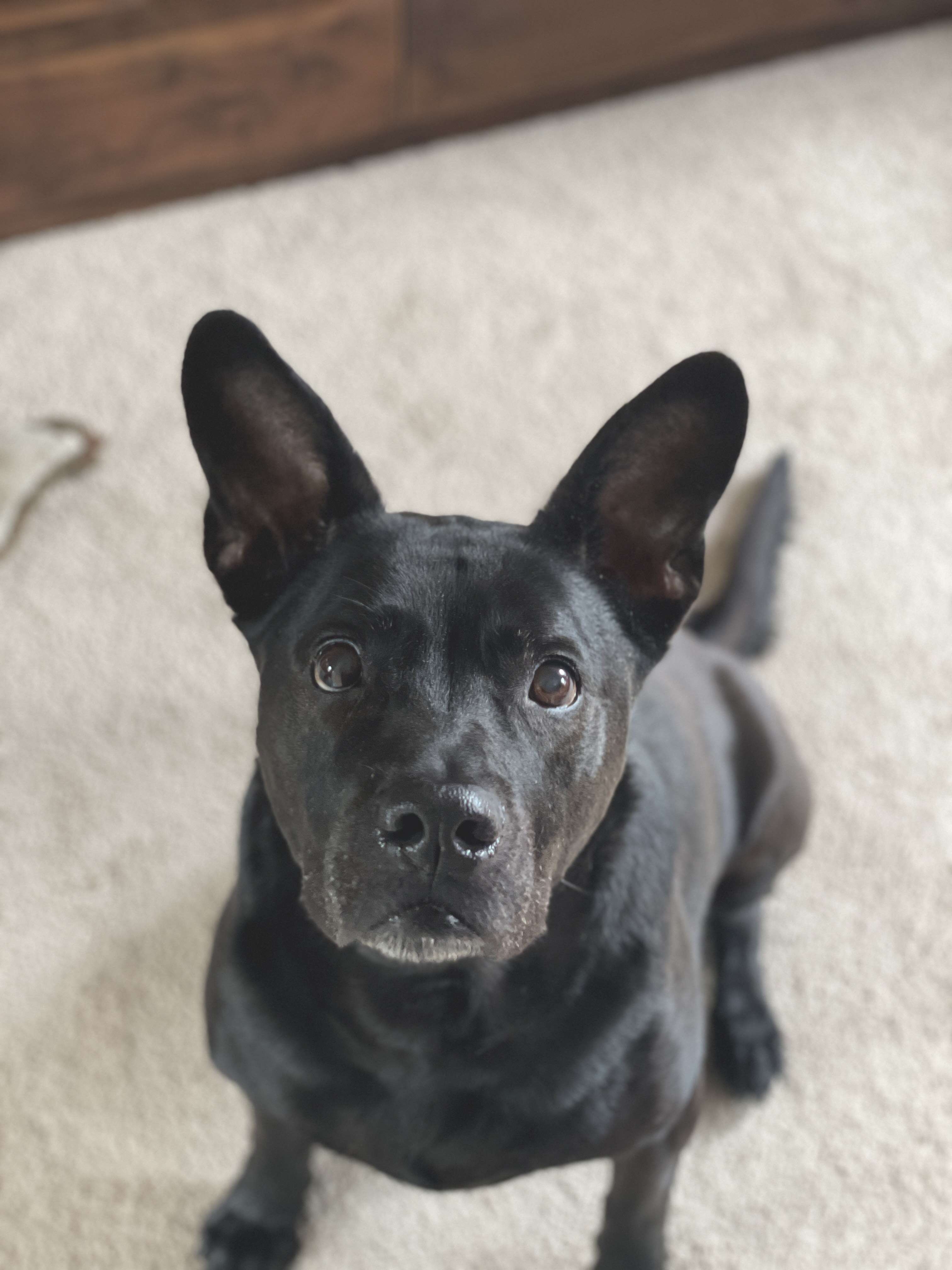 dog with cute ears