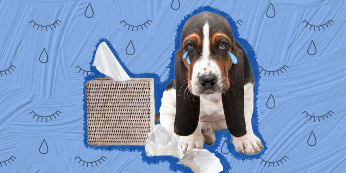 Can Dogs Cry? - DodoWell - The Dodo