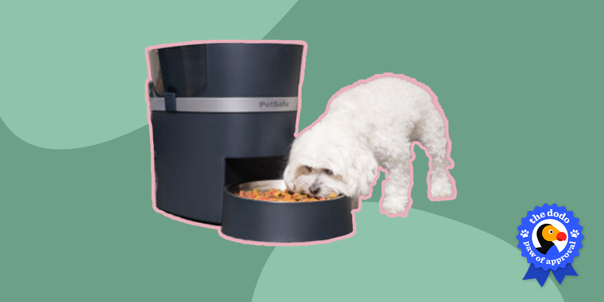 PetSafe Smart Feed Automatic Dog And Cat Feeder Reviews Paw of