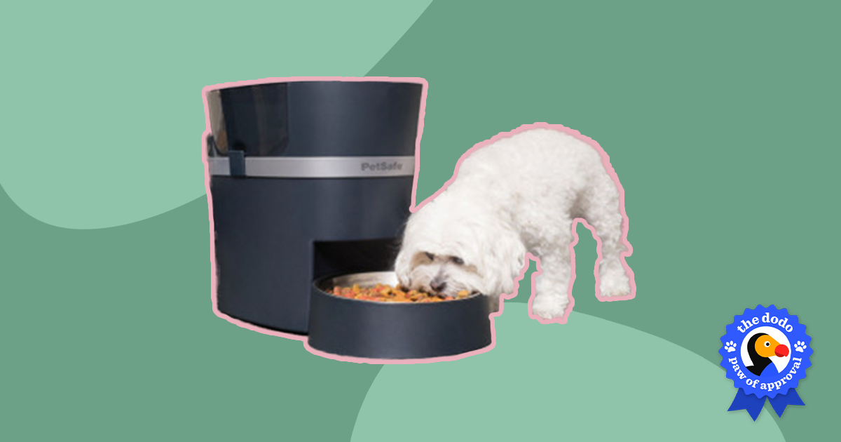 PetSafe Smart Feed Automatic Dog and Cat Feeder