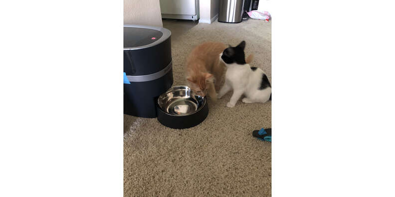 cats and automatic feeder