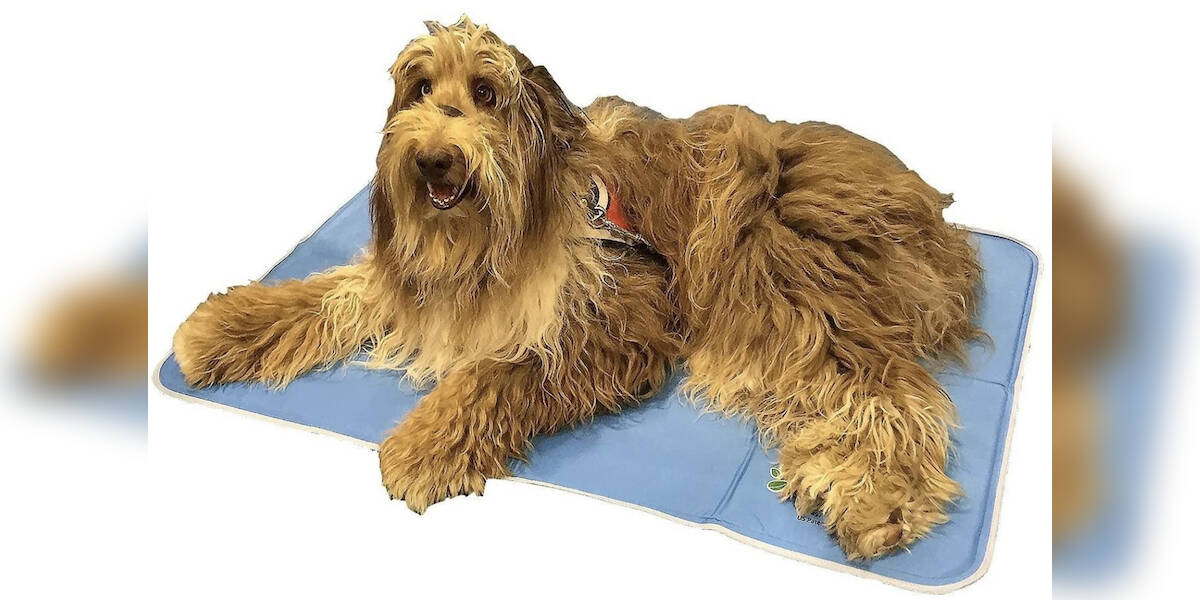 The Best Dog Cooling Mats 