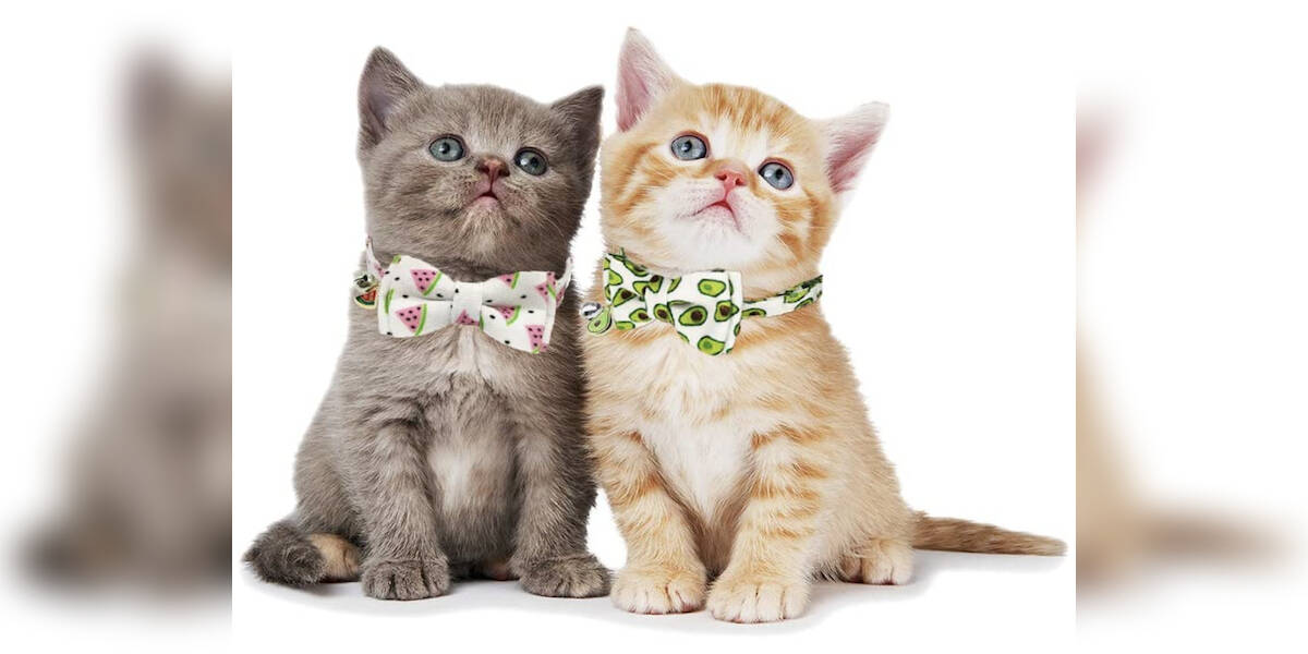 9 Cute Kitten Collars On Amazon DodoWell The Dodo