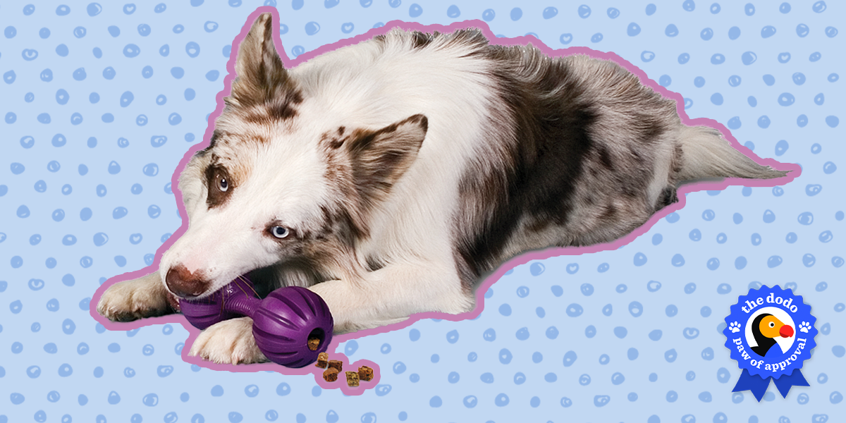 PetSafe Busy Buddy Waggle Dog Toy Review Paw of Approval The Dodo