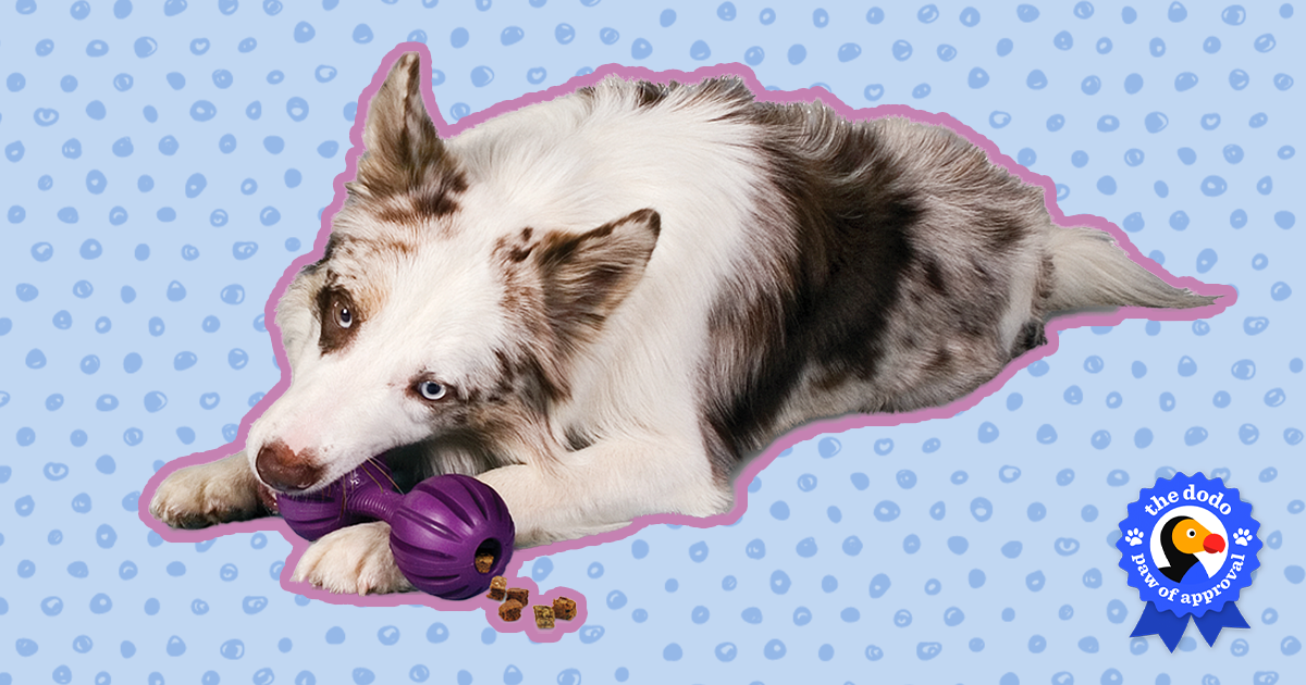 PetSafe Busy Buddy Waggle Dog Toy Review - Paw of Approval - The Dodo