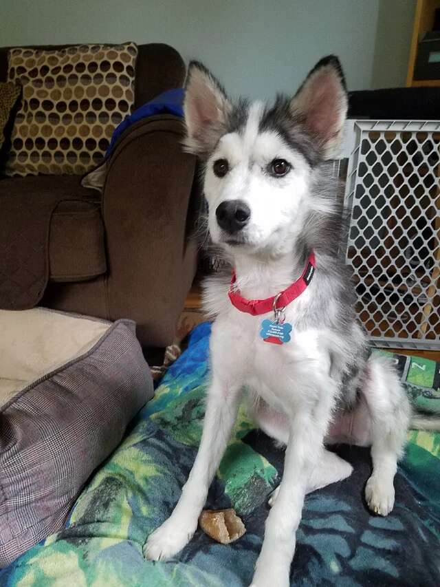 Husky grows back fur after mange